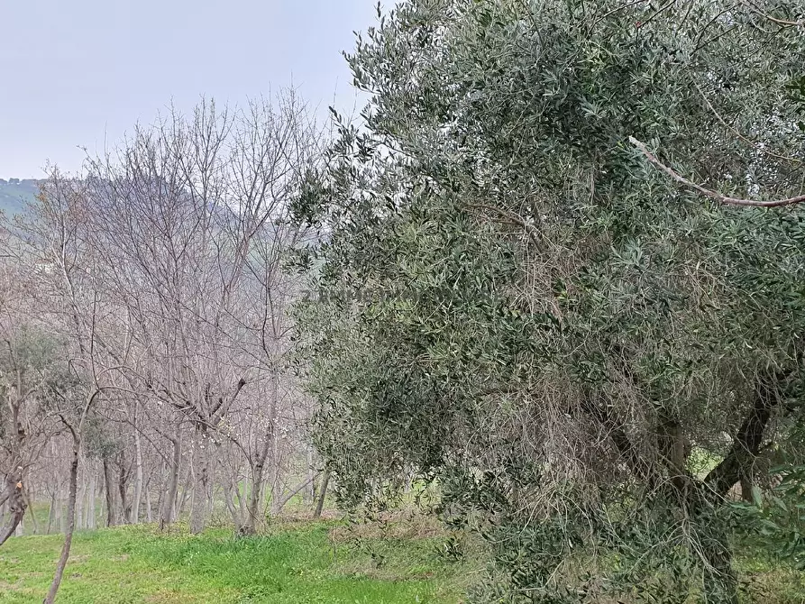 Immagine 30 di Casa indipendente in vendita  in CONTRADA COLLE APPESO 60 a Monteprandone