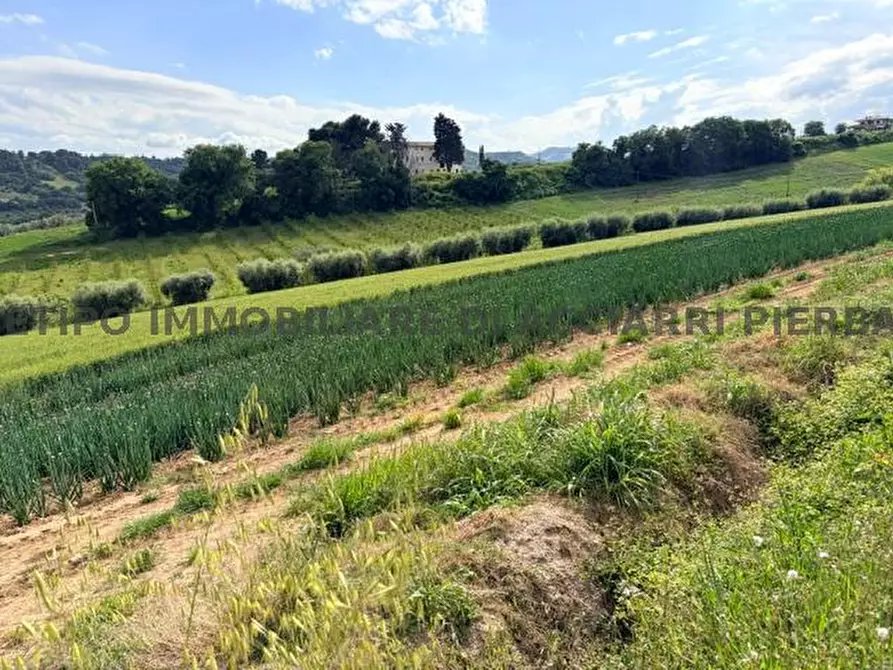 Immagine 2 di Terreno in vendita  in VIA BOCCABIANCA a Cupra Marittima