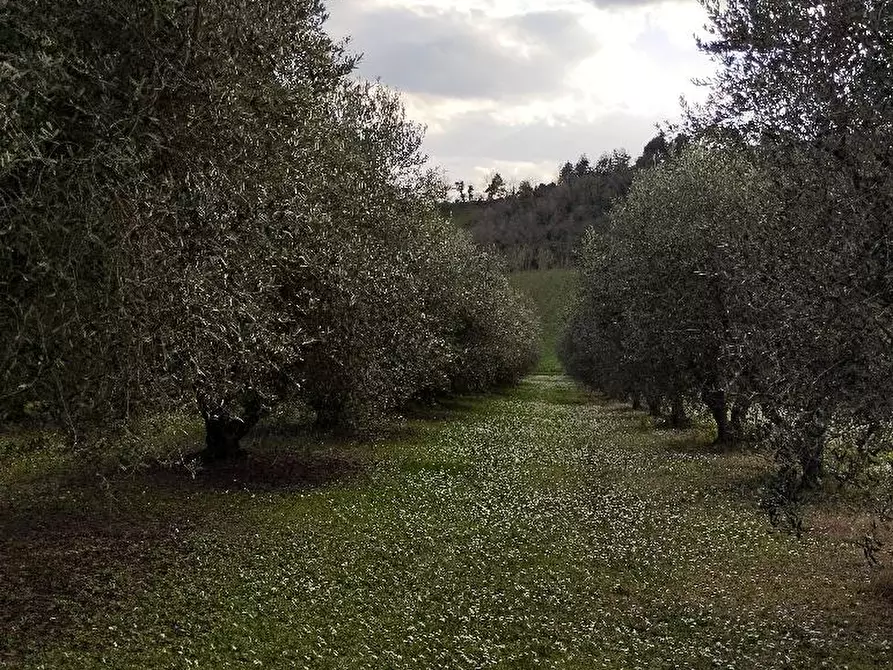 Immagine 9 di Terreno in vendita  in STRADA COMUNALE GRAZIE a Senigallia
