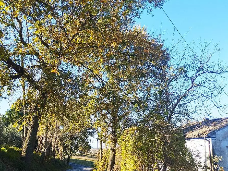 Immagine 6 di Rustico / casale in vendita  in VIA SANGUINETTI a Belvedere Ostrense