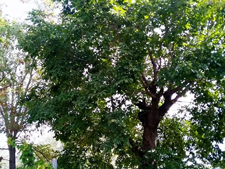 Immagine 2 di Casa indipendente in vendita  in STRADA SAVIGNANO a Senigallia