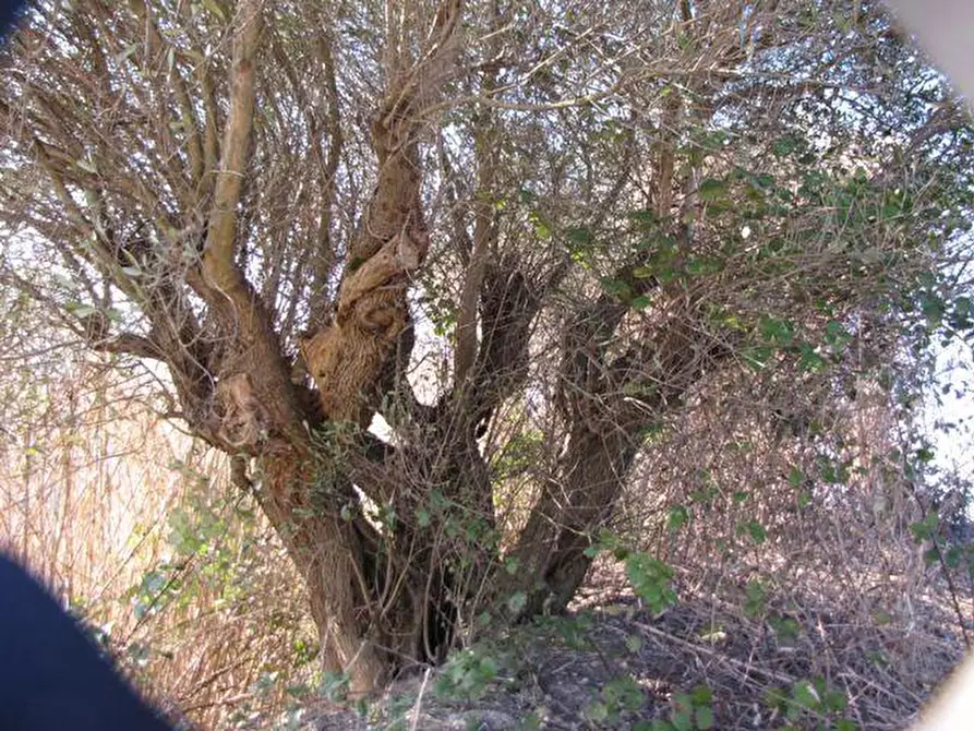 Immagine 8 di Casa indipendente in vendita  in V. MUCCIOLINA, 40 a Agugliano
