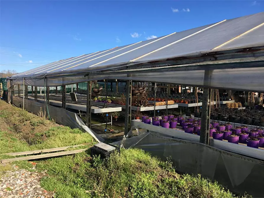 Immagine 2 di Azienda agricola in vendita  in Ponte Buggianese a Ponte Buggianese