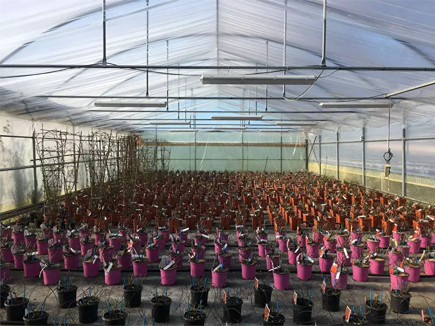 Immagine 4 di Azienda agricola in vendita  in Ponte Buggianese a Ponte Buggianese