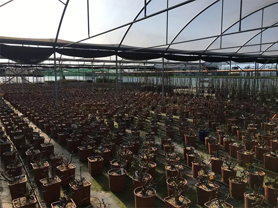 Immagine 5 di Azienda agricola in vendita  in Ponte Buggianese a Ponte Buggianese