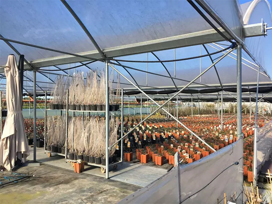 Immagine 6 di Azienda agricola in vendita  in Ponte Buggianese a Ponte Buggianese