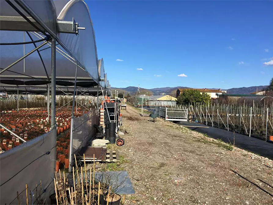 Immagine 7 di Azienda agricola in vendita  in Ponte Buggianese a Ponte Buggianese