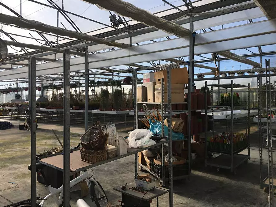 Immagine 8 di Azienda agricola in vendita  in Ponte Buggianese a Ponte Buggianese