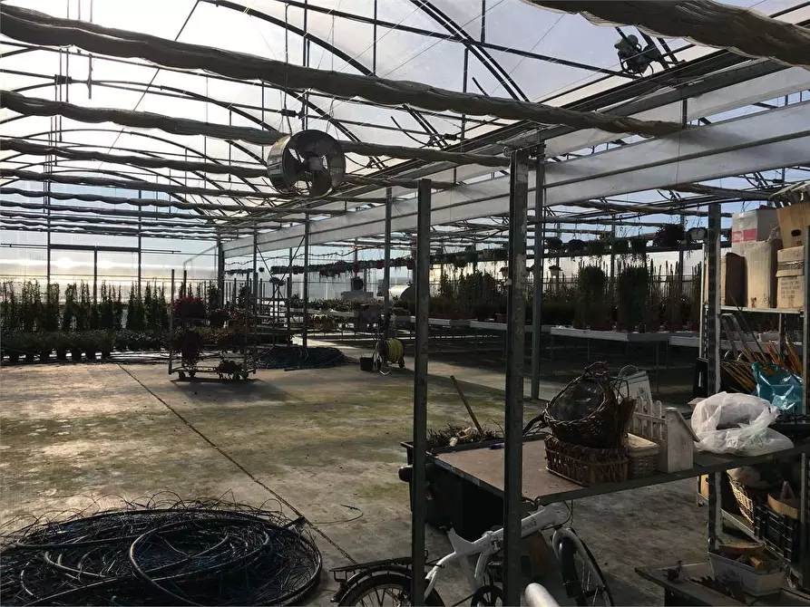 Immagine 9 di Azienda agricola in vendita  in Ponte Buggianese a Ponte Buggianese