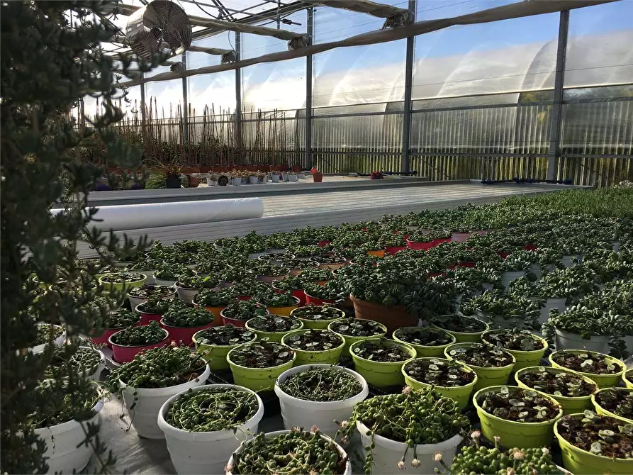 Immagine 10 di Azienda agricola in vendita  in Ponte Buggianese a Ponte Buggianese