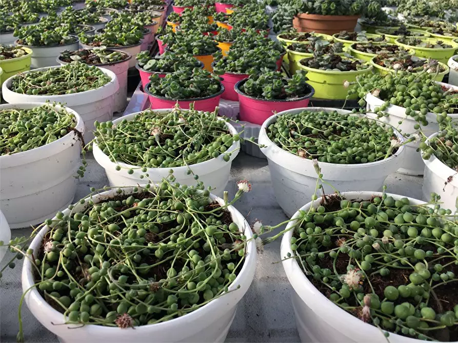 Immagine 11 di Azienda agricola in vendita  in Ponte Buggianese a Ponte Buggianese