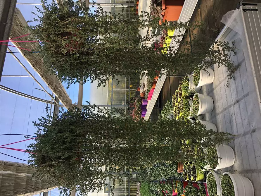 Immagine 12 di Azienda agricola in vendita  in Ponte Buggianese a Ponte Buggianese