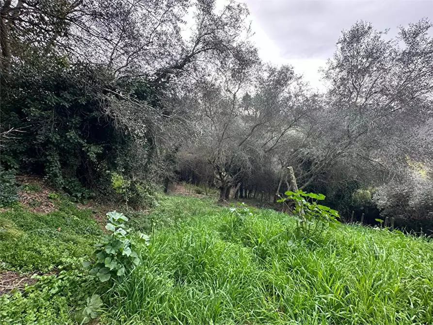 Immagine 24 di Rustico / casale in vendita  in via dell'anfrione a Capannori