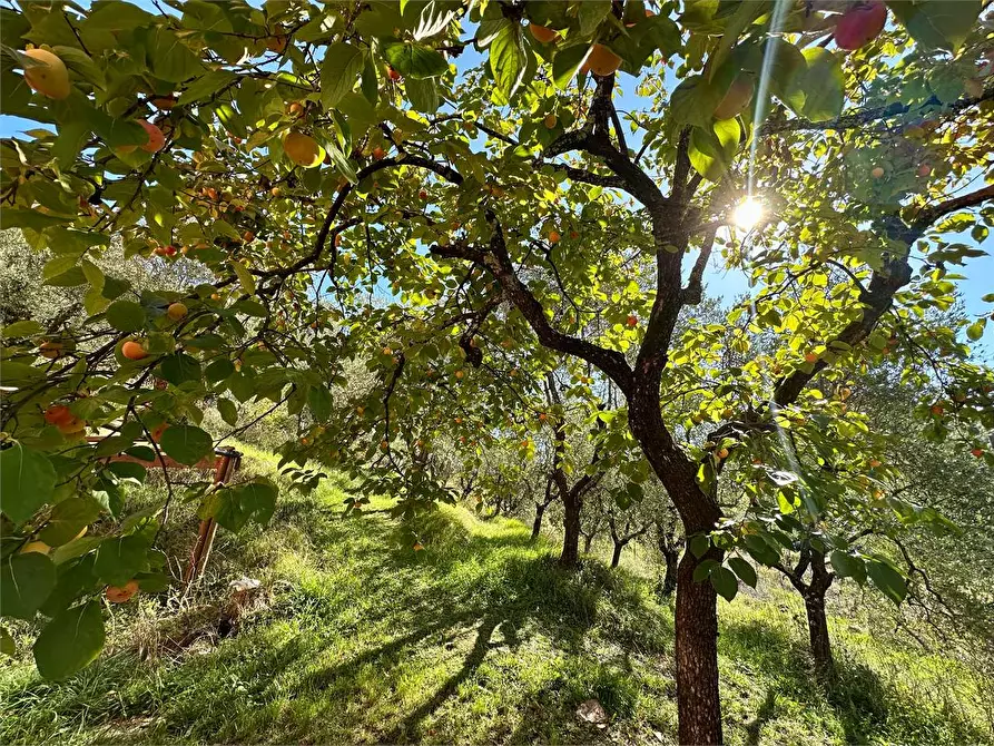 Immagine 36 di Villa in vendita  in Via di Mastiano e Gugliano 2138 a Lucca