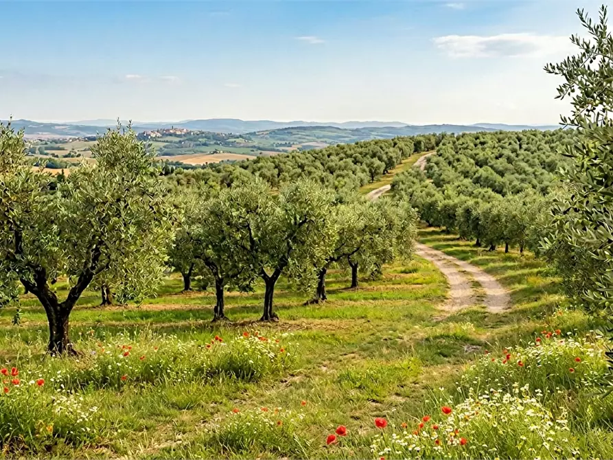Immagine 1 di Terreno agricolo in vendita  in San Pietro a Marcigliano a Capannori