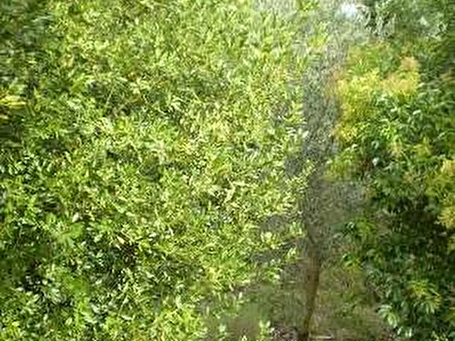 Immagine 11 di Appartamento in vendita  in parrana san martino a Collesalvetti