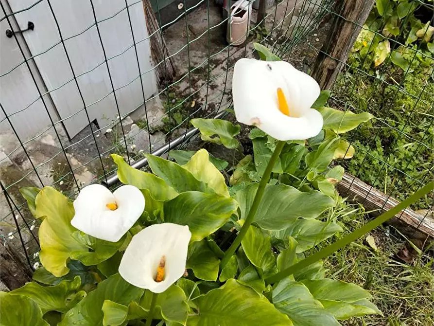 Immagine 42 di Casa indipendente in vendita  a Deiva Marina