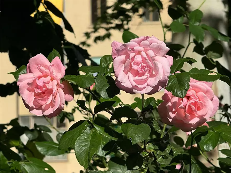 Immagine 14 di Trilocale in vendita  a Torino