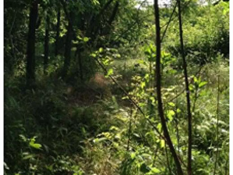 Immagine 8 di Terreno agricolo in vendita  in Via per Cassano Magnago 74 a Busto Arsizio