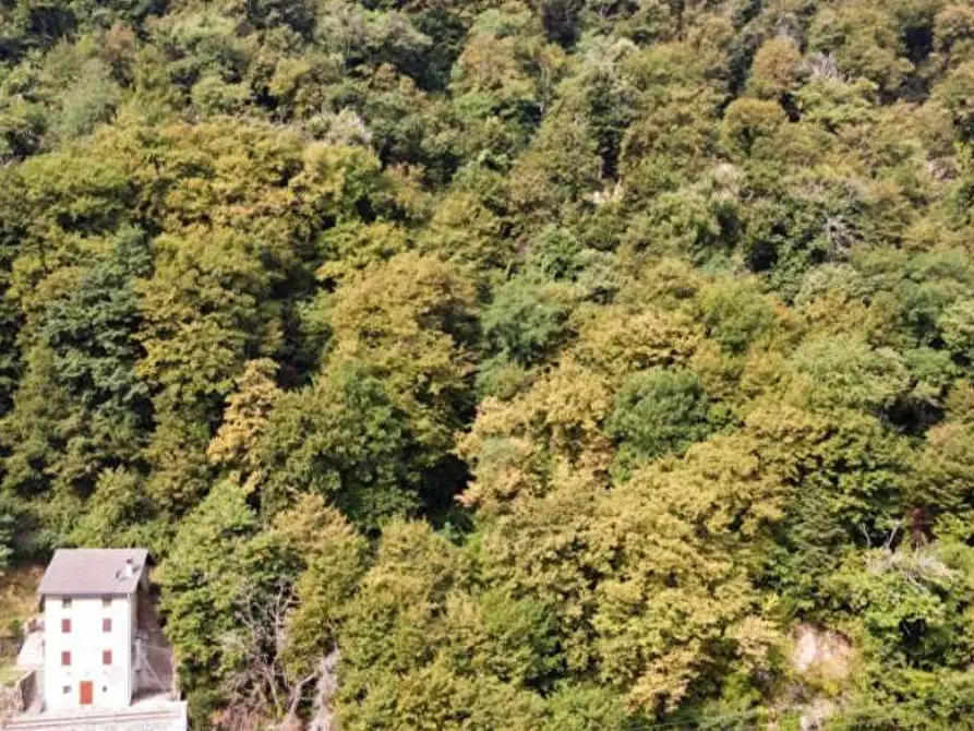 Immagine 2 di Terreno agricolo in vendita  a Brienno
