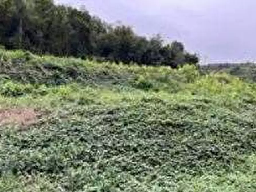 Immagine 4 di Terreno agricolo in vendita  in Frazione Padergnone - località Pendè a Vallelaghi