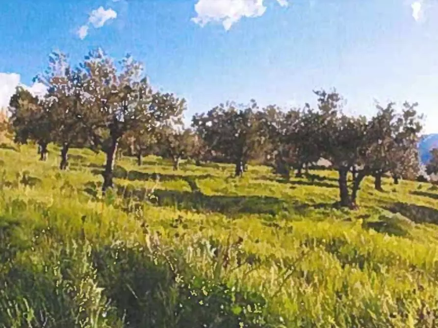 Immagine 1 di Terreno agricolo in vendita  in Contrada Balata Inici a Castellammare Del Golfo