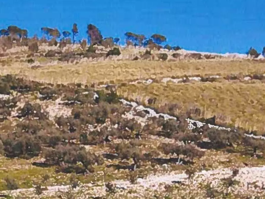 Immagine 2 di Terreno agricolo in vendita  in Contrada Balata Inici a Castellammare Del Golfo