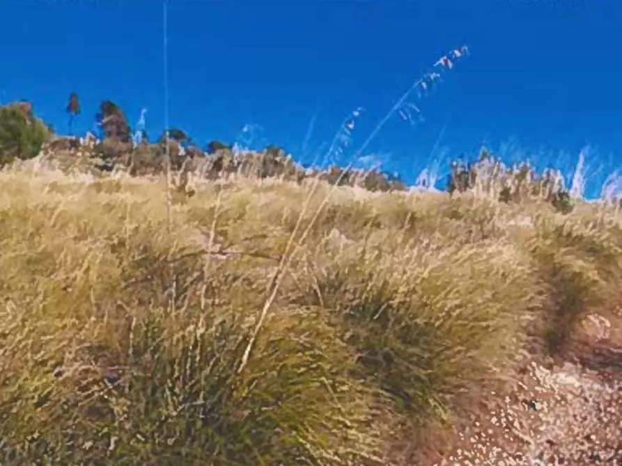 Immagine 6 di Terreno agricolo in vendita  in Contrada Balata Inici a Castellammare Del Golfo