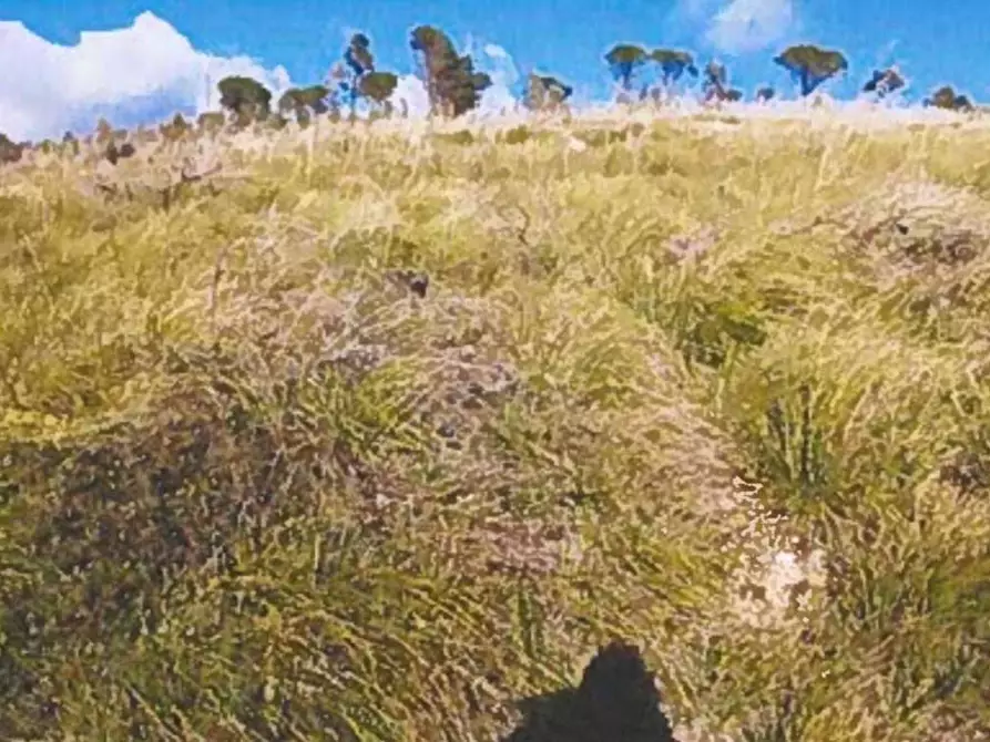Immagine 8 di Terreno agricolo in vendita  in Contrada Balata Inici a Castellammare Del Golfo