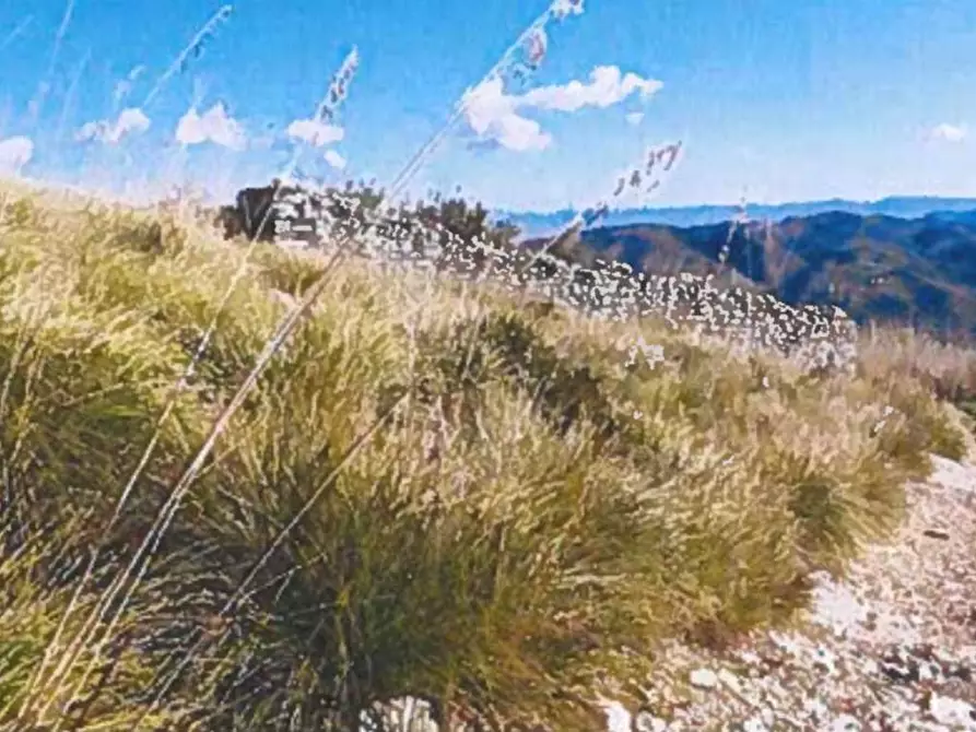 Immagine 14 di Terreno agricolo in vendita  in Contrada Balata Inici a Castellammare Del Golfo