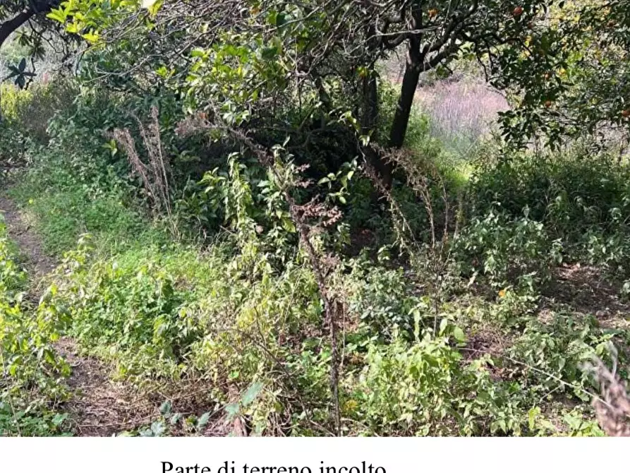 Immagine 4 di Terreno agricolo in vendita  in Filicusa gesso a Messina
