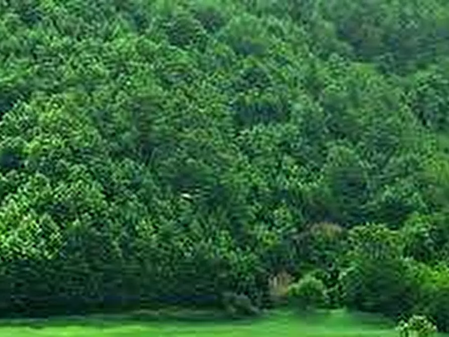 Immagine 1 di Terreno agricolo in vendita  in Località Campo dei Fiori a Cocquio-Trevisago