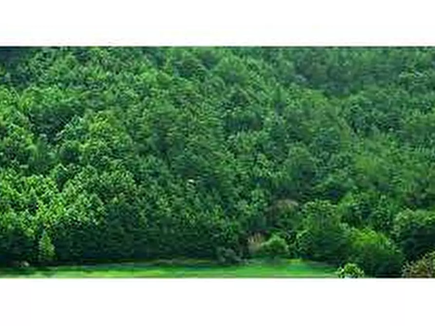 Immagine 1 di Terreno agricolo in vendita  in Località Campo dei Fiori a Cocquio-Trevisago