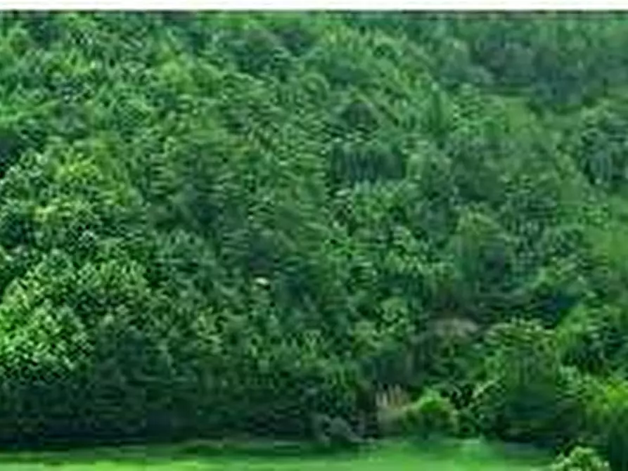 Immagine 1 di Terreno agricolo in vendita  in Località Campo dei Fiori a Gavirate