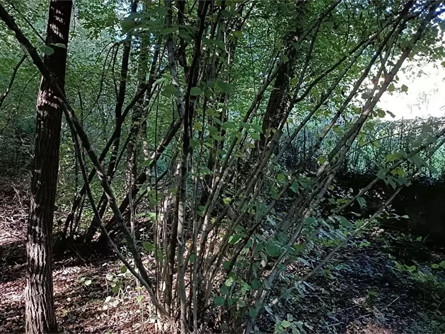Immagine 5 di Terreno agricolo in vendita  in Localita' Maccio 2 a Villa Guardia