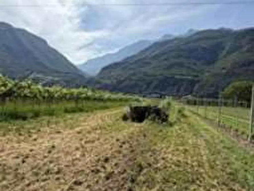 Immagine 3 di Terreno agricolo in vendita  in Via dei Vegri a Aldeno