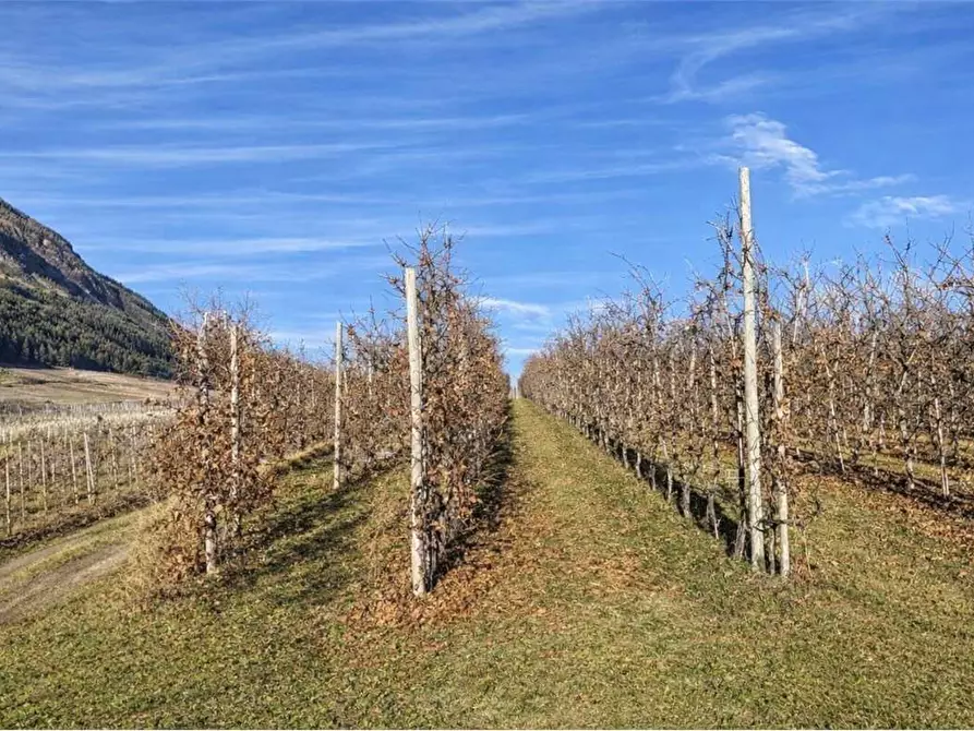 Immagine 2 di Terreno agricolo in vendita  in Frazione Revò, località Soracasa a Novella