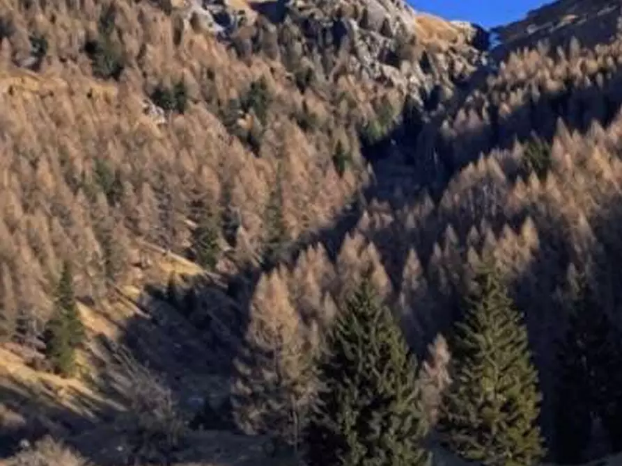 Immagine 2 di Terreno agricolo in vendita  in Localita' Saline a Telve Di Sopra