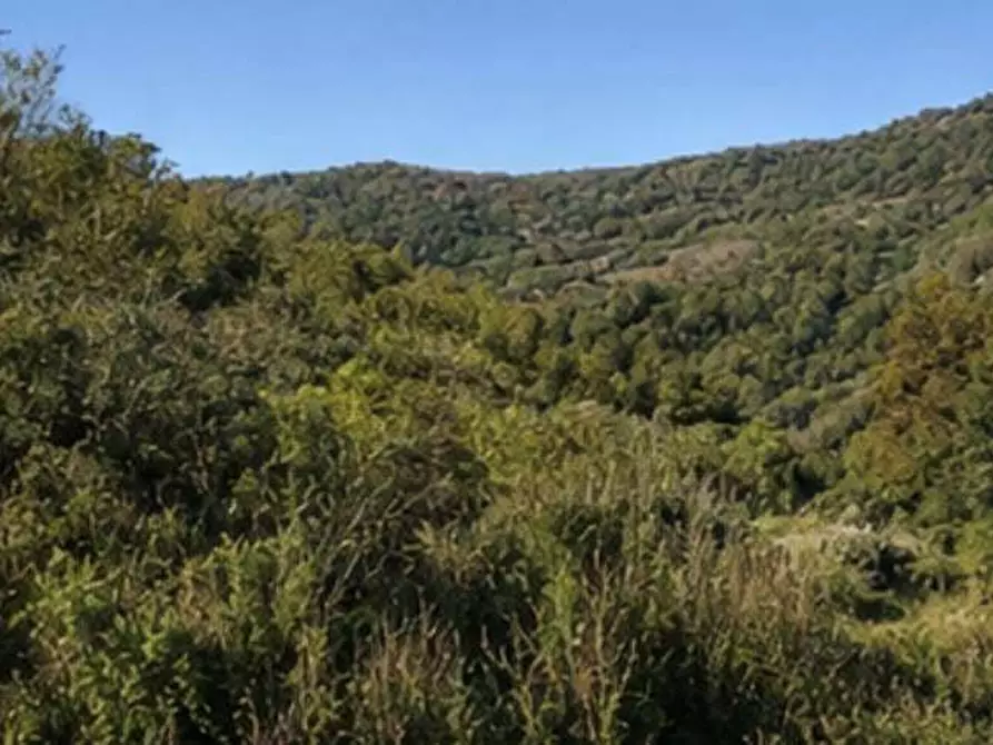 Immagine 5 di Terreno agricolo in vendita  in Localita' Vallone e Pila a Dolceacqua