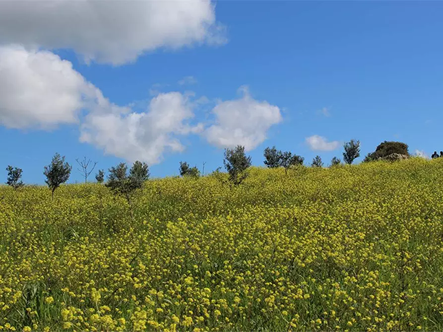 Immagine 5 di Terreno agricolo in vendita  a Sciacca
