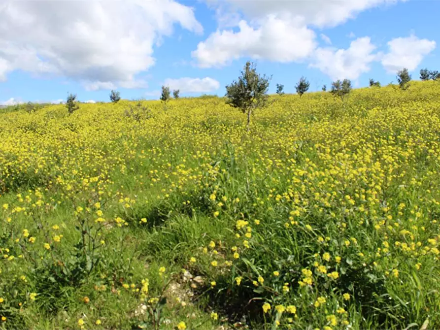 Immagine 8 di Terreno agricolo in vendita  a Sciacca