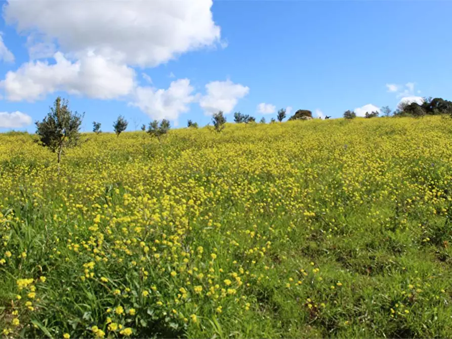 Immagine 9 di Terreno agricolo in vendita  a Sciacca