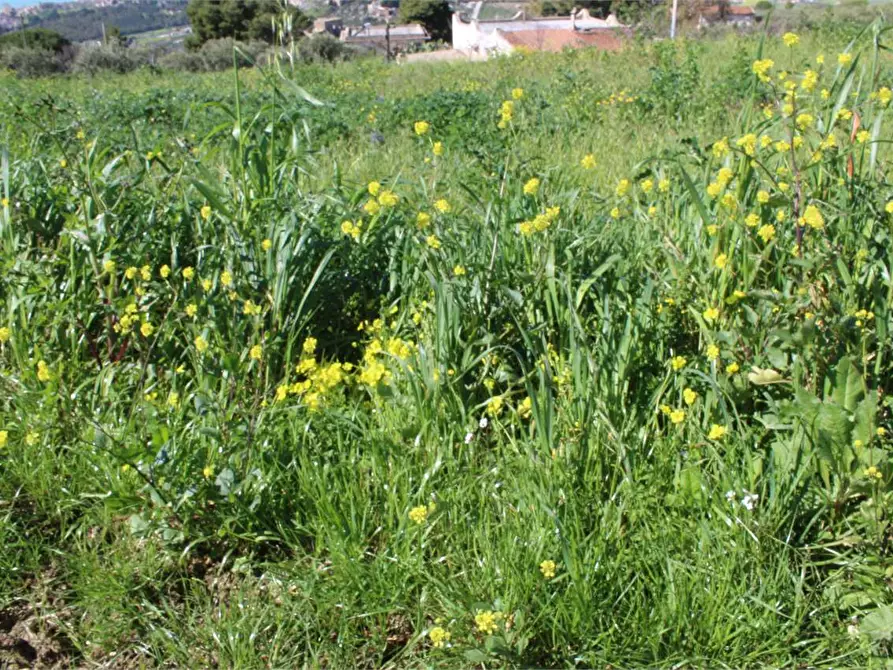 Immagine 12 di Terreno agricolo in vendita  a Sciacca