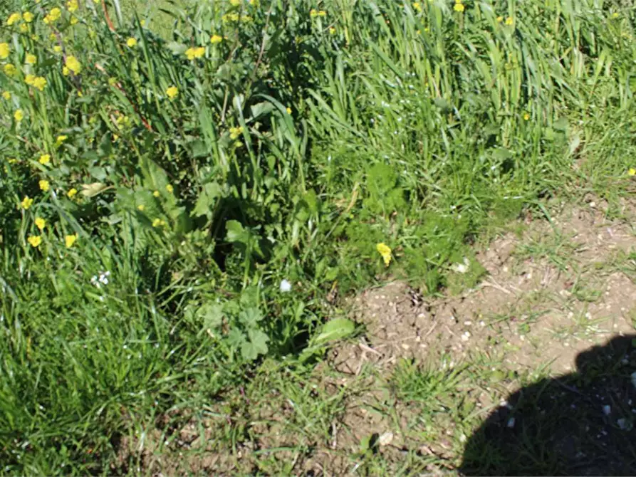 Immagine 14 di Terreno agricolo in vendita  a Sciacca