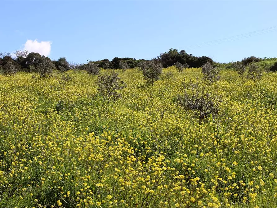 Immagine 27 di Terreno agricolo in vendita  a Sciacca