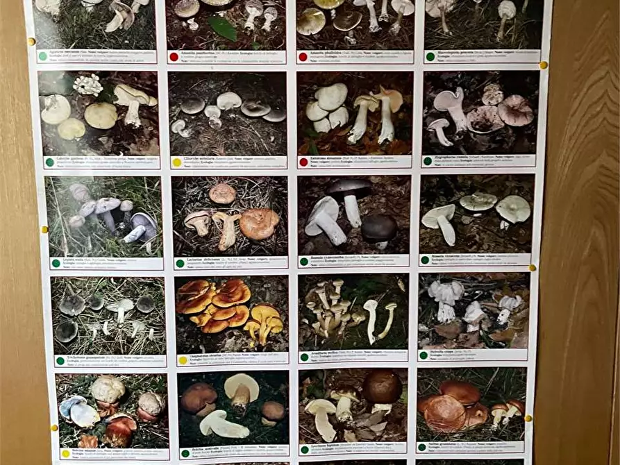 Immagine 19 di Rustico / casale in vendita  in strada casagalvana a Tizzano Val Parma