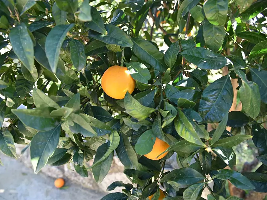 Immagine 36 di Dépendance in affitto  a Mussomeli