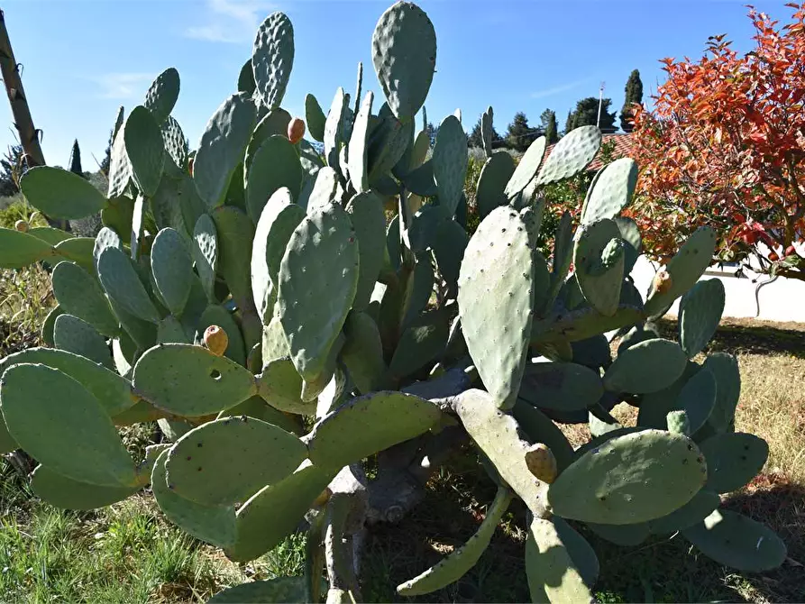 Immagine 43 di Dépendance in affitto  a Mussomeli