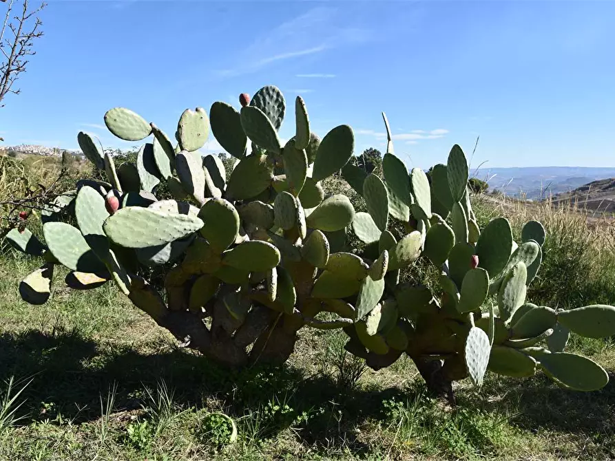 Immagine 46 di Dépendance in affitto  a Mussomeli