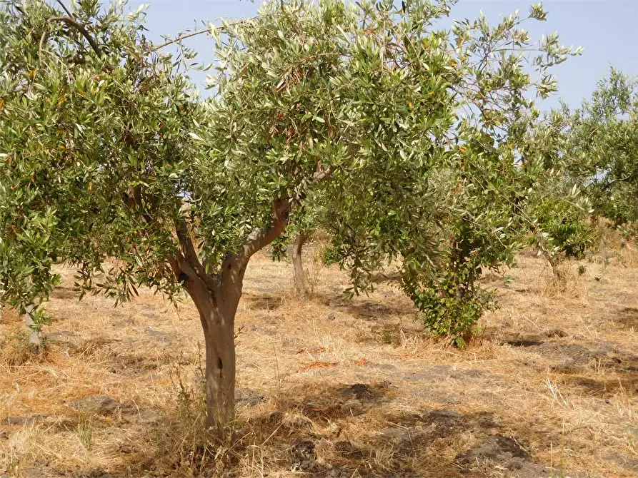 Immagine 17 di Rustico / casale in vendita  in SP 115 a Favara